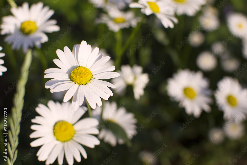 background with chamomile (horizontally) background with chamomile (horizontally)