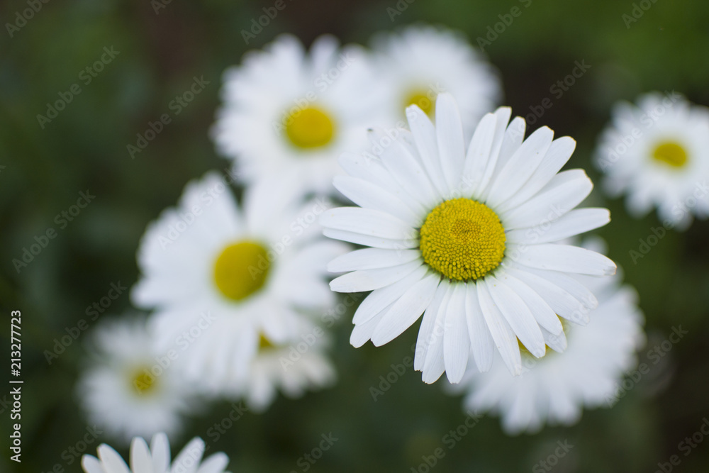 background with chamomile, chamomile on the right, to the left is copy space (horizontally and close up) background with chamomile, chamomile on the right, to the left is copy space (horizontally and close up)