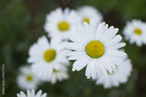 background with chamomile  chamomile on the right  to the left is copy space  horizontally and close up 