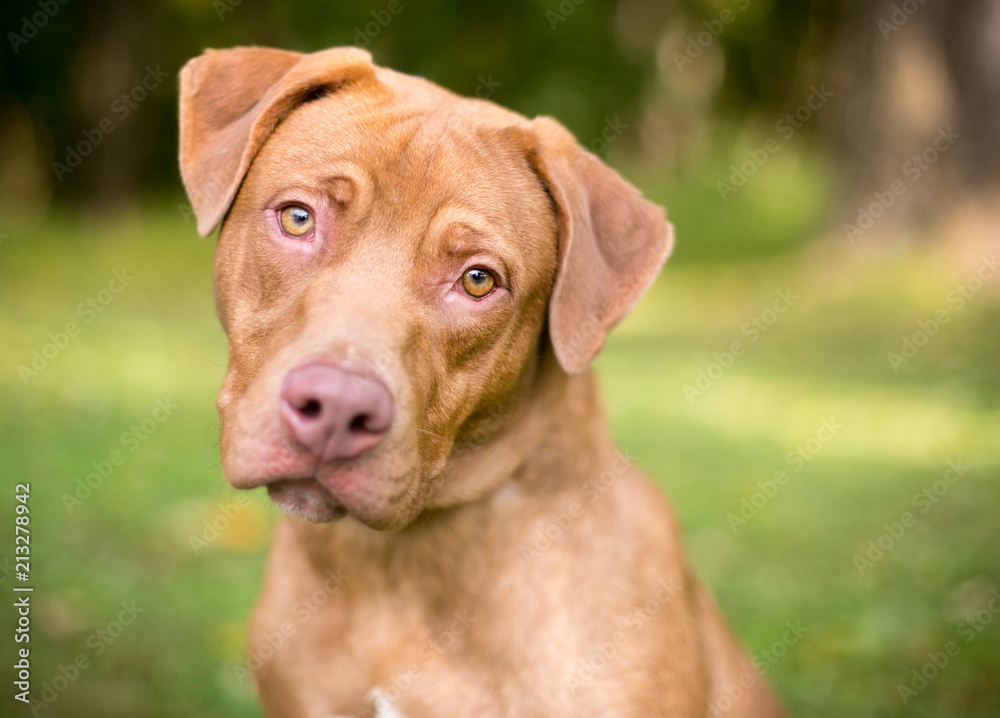 A Labrador Retriever mixed breed dog listening with a head tilt