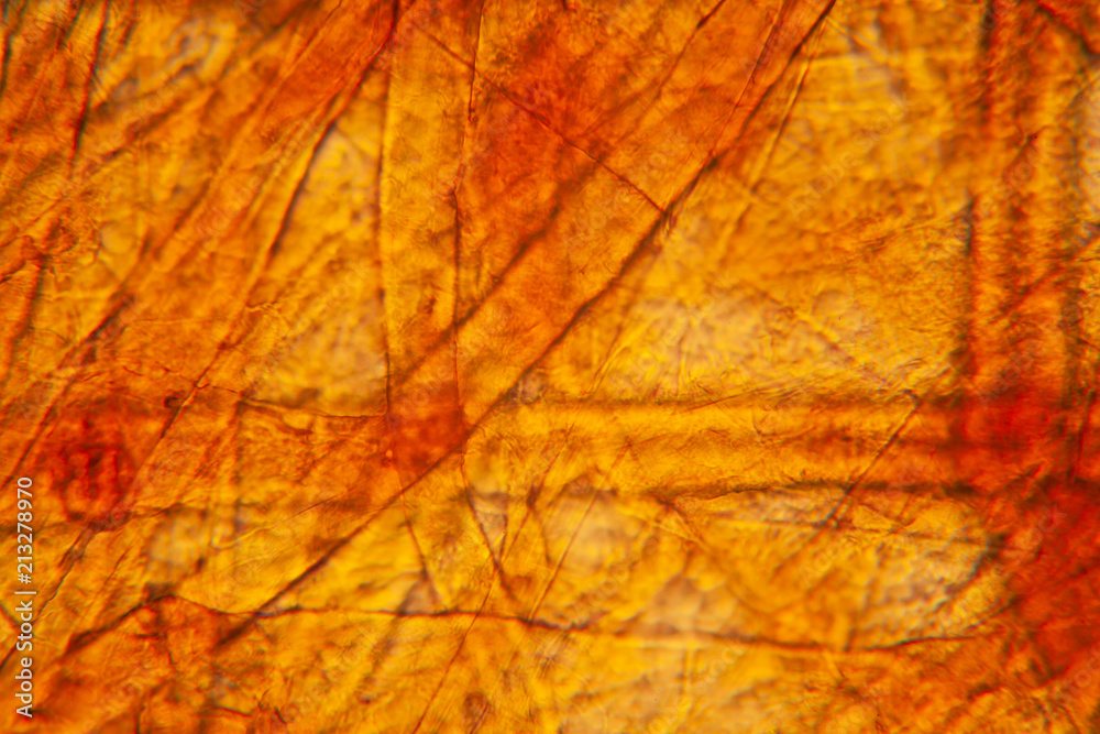 Tears viewed at the microscope. Magnification 100-1000x

