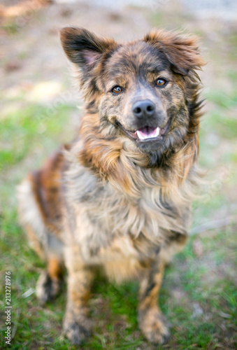 A happy mixed breed dog with one upright ear and one floppy ear
