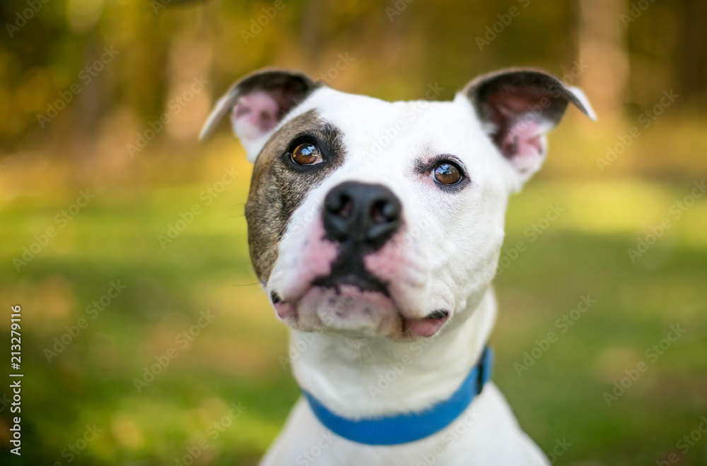 A white and brindle American Bulldog mixed breed dog outdoors