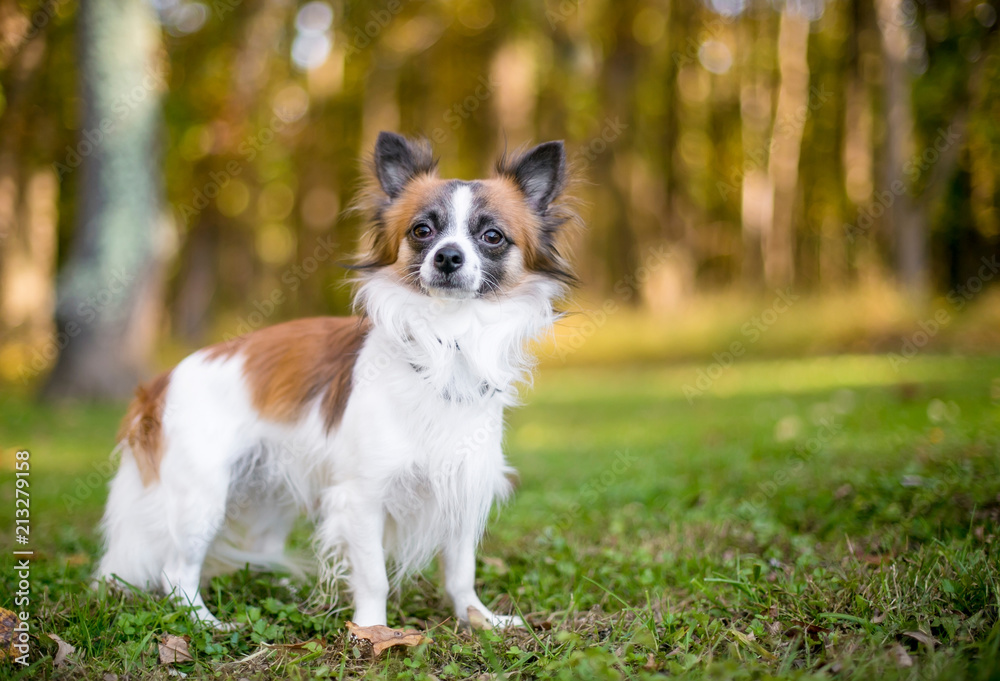 A brown and white Long Haired Chihuahua mixed breed dog outdoors