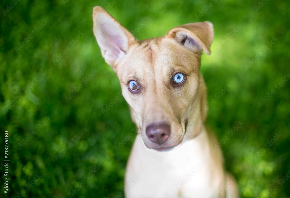 A mixed breed dog with sectoral heterochromia in its eyes A mixed breed dog with sectoral heterochromia in its eyes