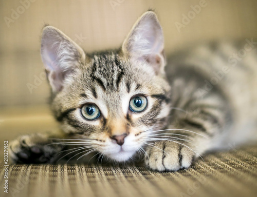 A young brown tabby kitten
