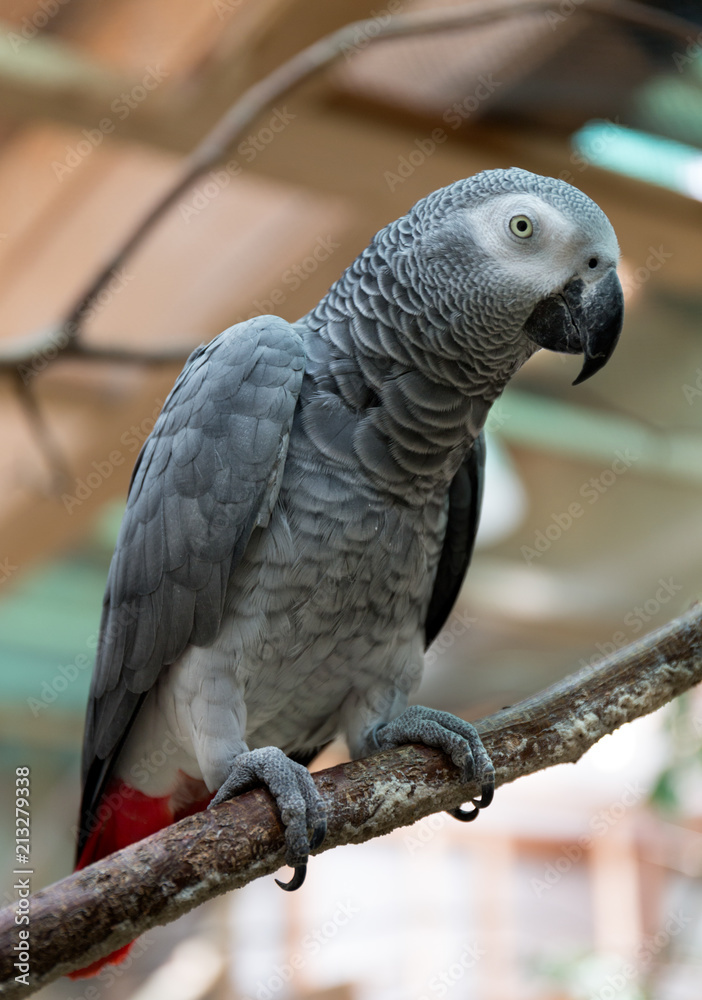 Naklejka premium Parrot