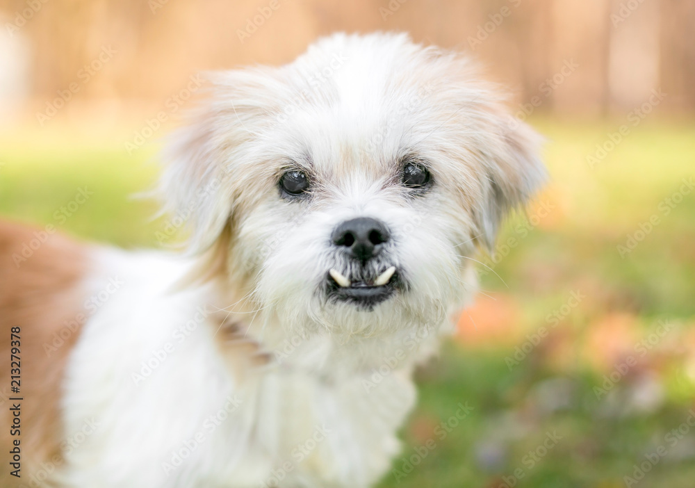 A small scruffy mixed breed dog with an underbite (malocclusion)