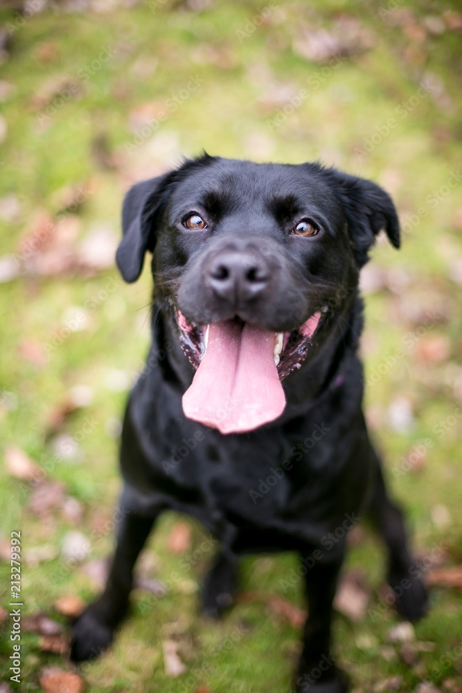 A black Labrador Retriever dog with a happy expression A black Labrador Retriever dog with a happy expression