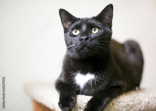 A black cat with a white heart shaped mark on its chest