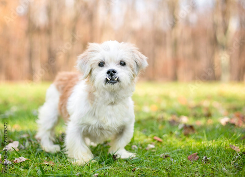 A small scruffy mixed breed dog with an underbite (malocclusion)
