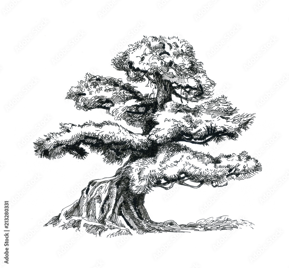 Bonsai tree, drawing. Stock Illustration | Adobe Stock