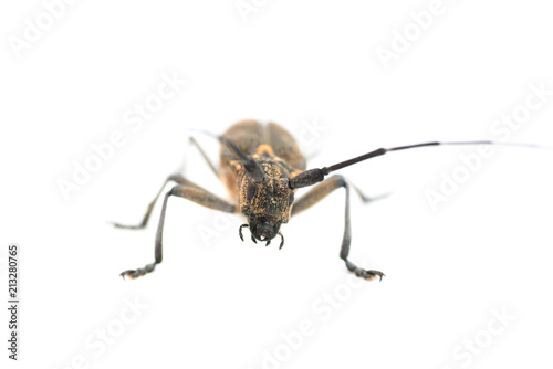 Longhorn beetle or longicorn © Pavlo Vakhrushev