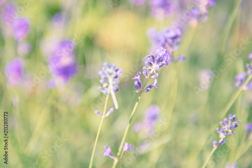 Lavender violet flowers on field