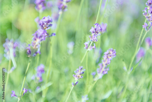 Lavender violet flowers on field
