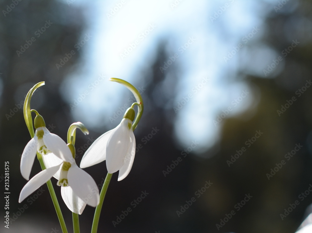 Closeup of white blossoming common snowdrop or Galanthus nivalis plants growing from bulbs. Springtime is coming soon now. - obrazy, fototapety, plakaty 