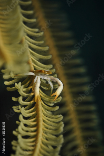 Baba's Crinoid Squat Lobster, Babas Federstern-Springkrebs (Allogalathea babai) photo