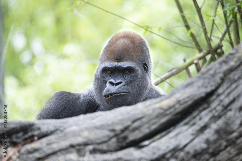 Obraz premium Gorilla Headshot [DSC3421]