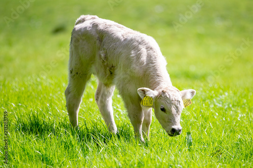 Young white limousin calf with tagged ears grazing in grass on a pasture. 