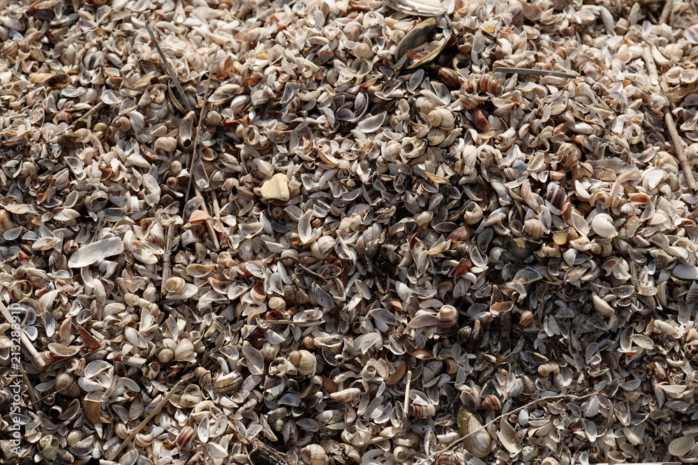 Seashells Seashells