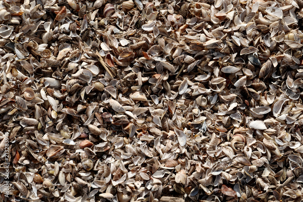 Seashells Seashells