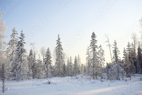 nature landscape winter forest frosted © kichigin19