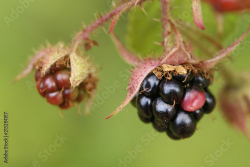 Closeup of some fresh blackberries © Swapan