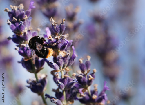Fototapeta Naklejka Na Ścianę i Meble -  Bumble bee in lavender flower