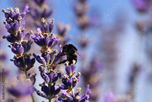 Bumble bee in lavender flower