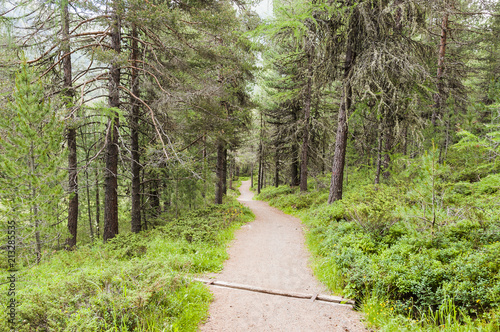 St. Moritz, Stazerwald, Wanderweg, Waldweg, Stazersee, Alpen, Oberengadin, Graubünden, Sommer, Schweiz photo