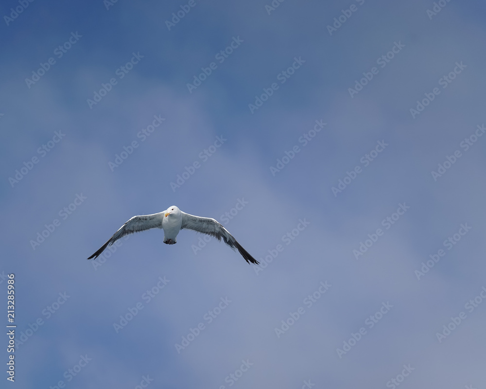 Obraz premium Seagull flying 