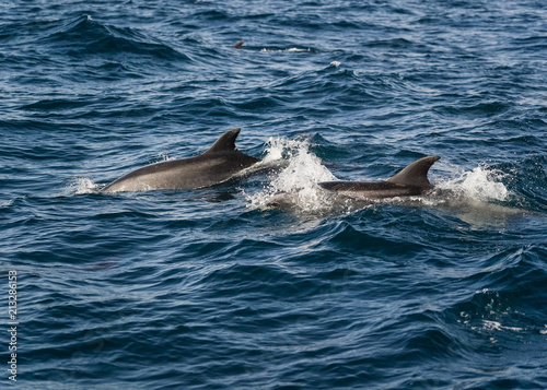 Dolphins Swimming in the Ocean - California 