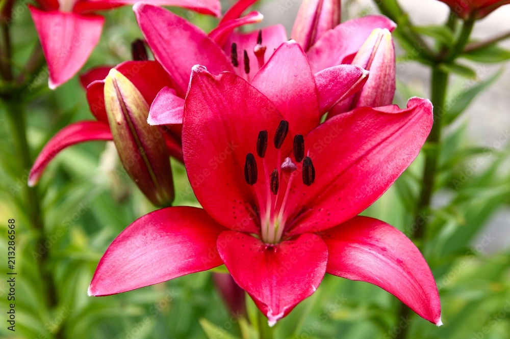 Red lily in the garden. Red lily in the garden.