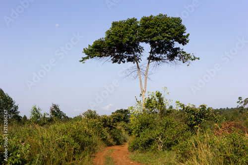 A rural landscape. Shot somewhere off Buikwe, Uganda in June 2017. photo