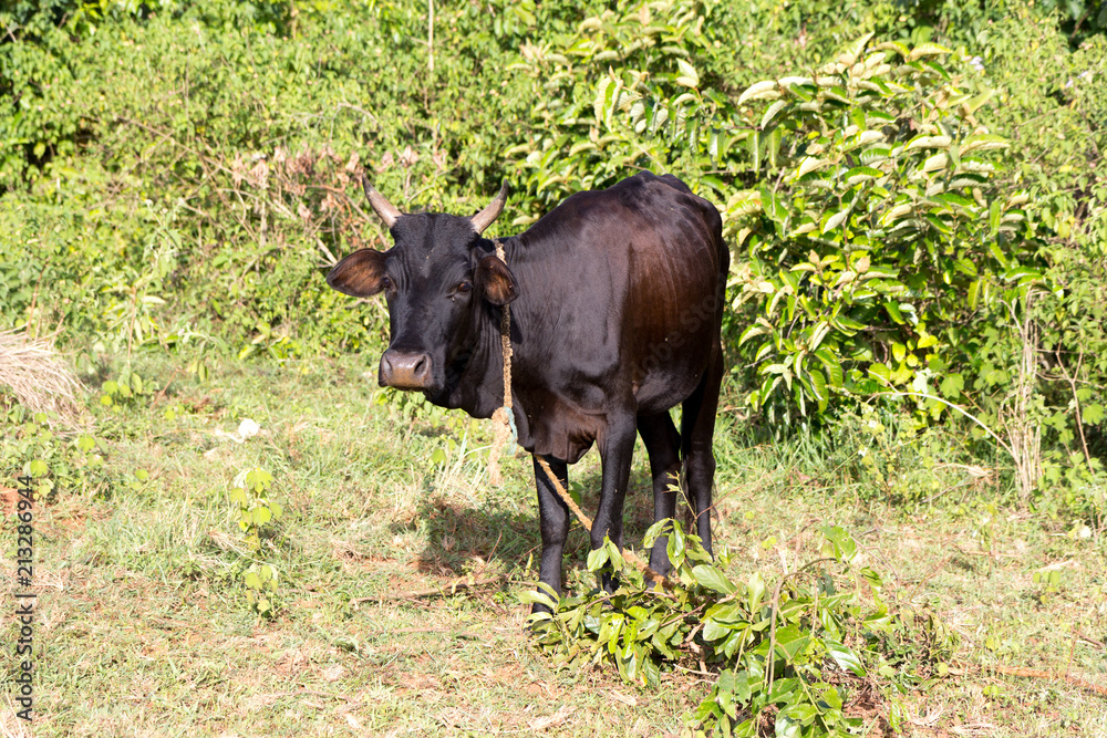 A tied black cow. Shot in Uganda in June 2017. A tied black cow. Shot in Uganda in June 2017.