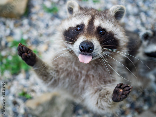 Waschbär streckt die Zunge raus