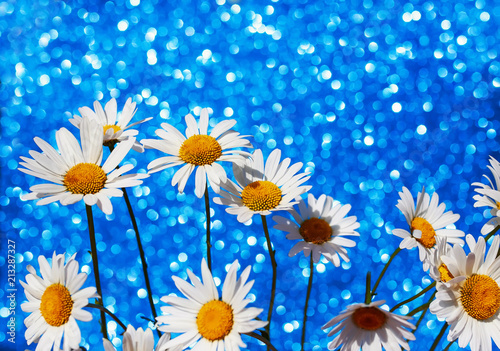 camomile flowers in a smart bouquet on a shiny a festive blue background with...