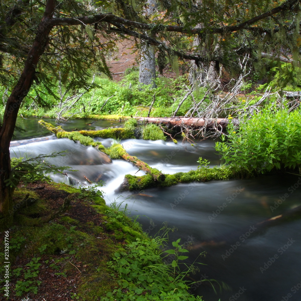Obraz premium A small river running through lush green forests in Southern Oregon 
