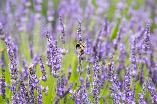 A bee on a lavender flower, with a shallow depth of field