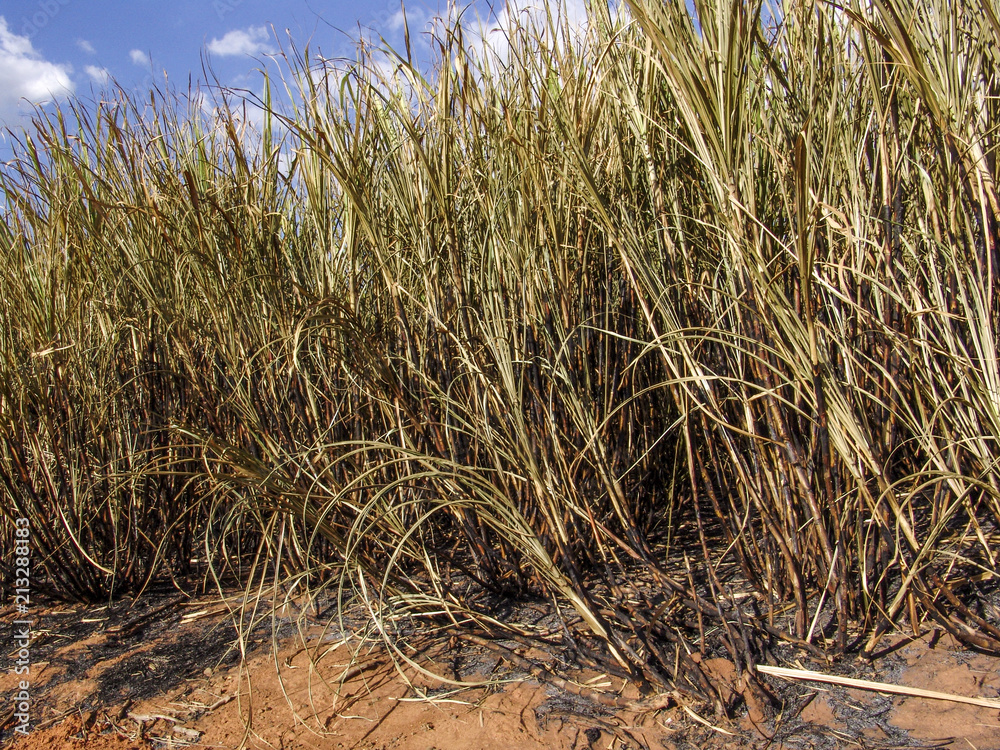 Fototapeta premium Sugar cane field is burnt before harvest.