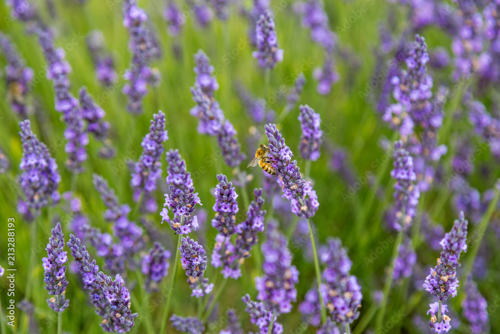 Bee and Lavender Bee and Lavender