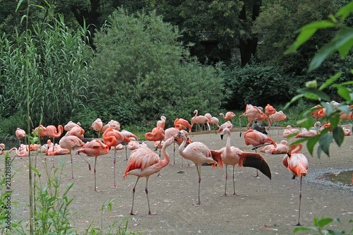 Kissing flamingos
