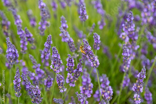 Bee and Lavender