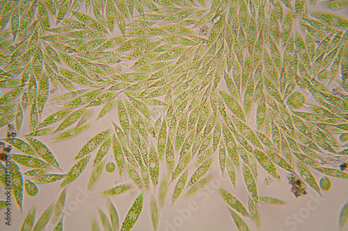 Microscopic organisms from the pond. Euglena Gracilis  