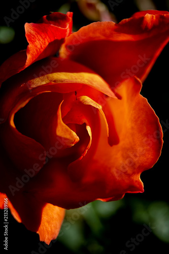 rosa roja, macro photo