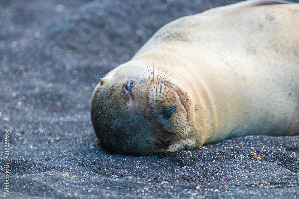 Fototapeta premium Galapagos Island Wildlife
