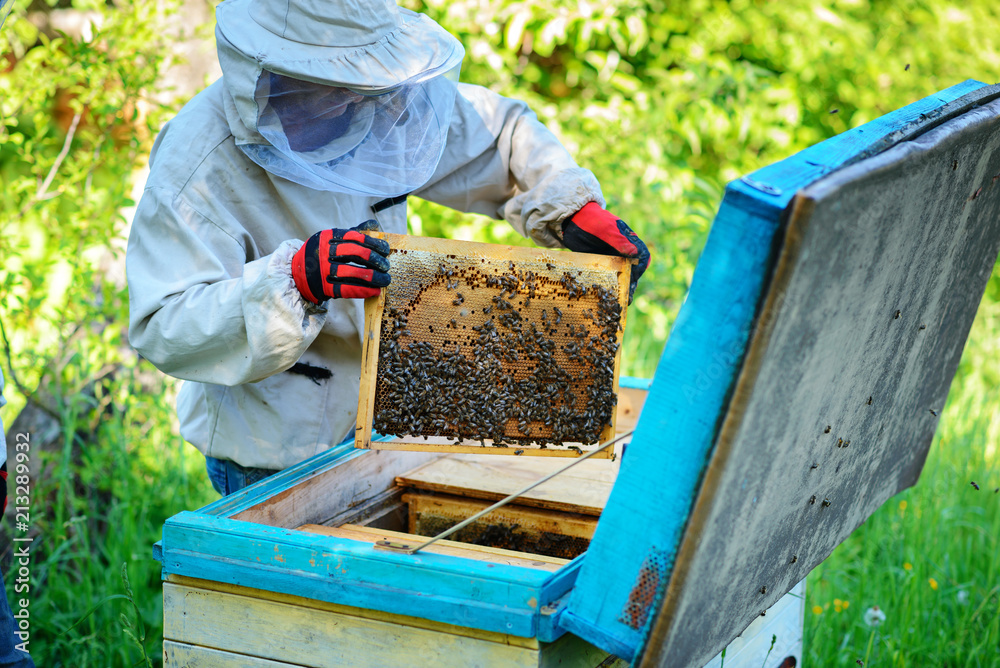 Apiary. The beekeeper works with bees near the hives. Apiculture Apiary. The beekeeper works with bees near the hives. Apiculture