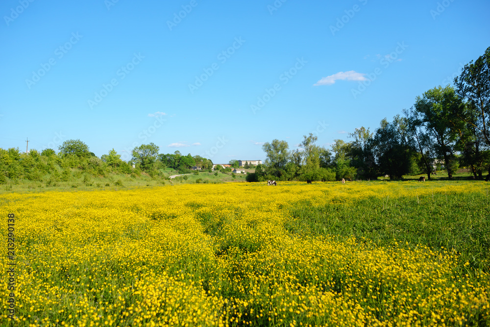 Summer landscape with textured sky and grazing herd of cows on the field, overgrown with yellow flowers. Background. Summer landscape with textured sky and grazing herd of cows on the field, overgrown with yellow flowers. Background.