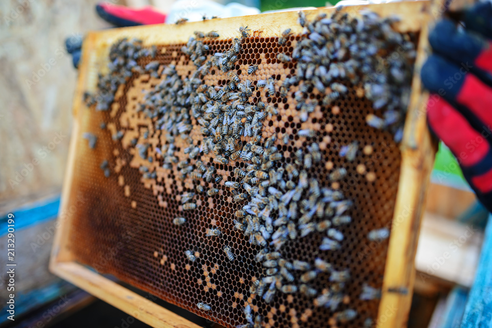 Beekeeper holding frame of honeycomb with bees Beekeeper holding frame of honeycomb with bees