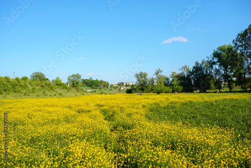 Summer landscape with textured sky and grazing herd of cows on the field  overgrown with yellow flowers. Background.